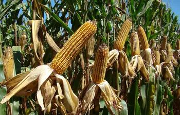 El maíz empezó a formar parte de la dieta en mesoamérica hace unos 4.700 años.