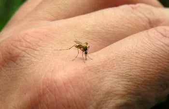mosquito-del-dengue-y-la-chikunguna--91018000000-1324883.jpg