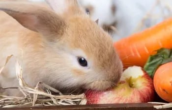 Los conejos pueden comer  verduras como lechuga, berro, apio, rúcula y algunas frutas como la frutilla, manzana, sandía, etc. en pequeñas cantidades 2 o 3 veces por semana.