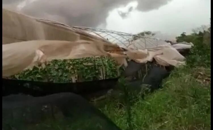 Los fuertes vientos destruyeron el sistema de protección de los cultivos en la comunidad El Triunfo de Minga Guazú.