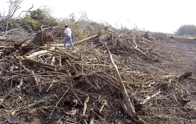 Paraguay saltó a la escena mundial como uno de los países donde más bosques son deforestados por los desmontes que se hacen en la zona del Chaco.