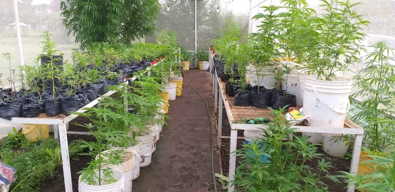 Uno de los sitios de cultivo de marihuana allanados este viernes por la Senad.