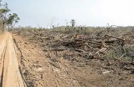 deforestacion-en-el-chaco-124052000000-408360.JPG