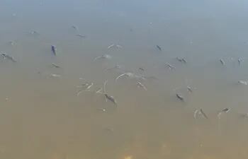 Mortandad de peces en el río Paraguay, zona del  Puerto de Pilar.