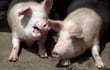 Países de Sudamérica se unen para prevenir ingreso de peste porcina africana. (archivo)