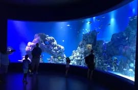 en-el-recien-inaugurado-cairns-aquarium-reef-research-centre-se-puede-ver-la-gran-barrera-de-coral--93656000000-1634782.jpg