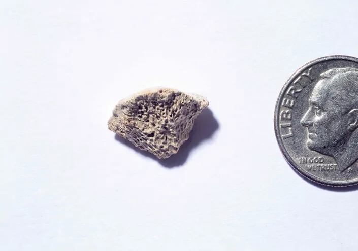 Esta foto de la Universidad de Buffalo muestra el fragmento de un hueso de perro que vivió hace más de 10 mil años. Fue encontrado al sureste de Alaska.