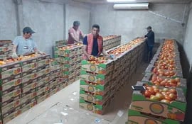 Los productores de Coronel Oviedo, mostrando los  tomates que producen en sus fincas.