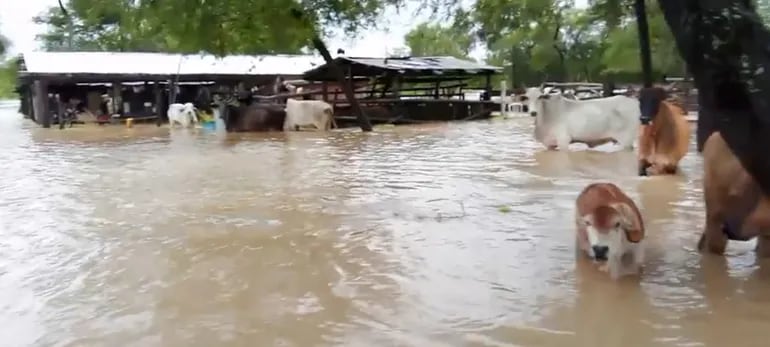 Este establecimiento ganadero de la zona de Puerto Casado fue afectado por las intensas precipitaciones, dejando a los animales en el agua.