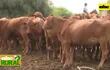 Cría de ganado en el Chaco y desafíos durante la sequía