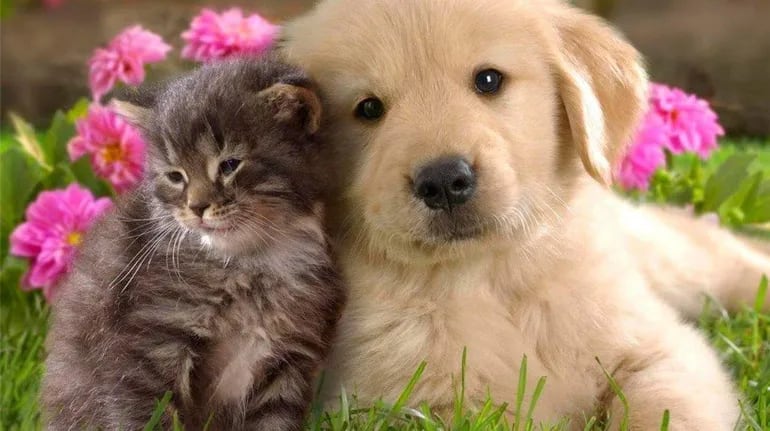 El gran avance que se ha producido en la medicina veterinaria tanto en conocimientos como en medios diagnósticos y nuevos tratamientos mejora la calidad de vida de las perros y gatos, principalmente.