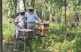 pequenos-productores-de-miel-de-itacurubi-cuentan-actualmente-con-22-cajones--212523000000-1514340.jpg