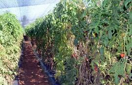 plantaciones-de-productores-itaugenos-que-desde-el-miercoles-proximo-intensificaran-la-cosecha-de-tomate--204426000000-1715570.jpg