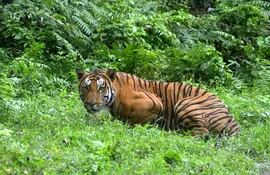 El tigre del Himalaya se aventura a vivir cada vez más alto.
