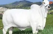 Este ejemplar de la raza Nelore es la vaca más cara del mundo.