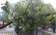 Los árboles caídos, o las ramas grandes son un gran problema en cada tormenta, pues caen sobre las líneas de distribución.