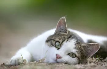 La nefropatía es la presencia de anomalías en uno o ambos riñones que pueden llegar sufrir nuestras mascotas, esta enfermedad es común en gatos gerontes.