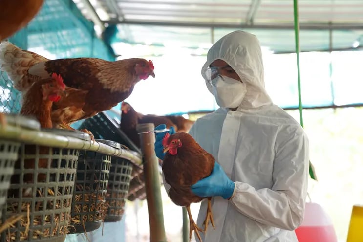 Un hombre con traje de bioseguridad, tapabocas y guantes sostiene una gallina en un criadero.