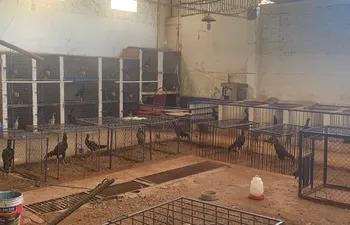 Fiscalía incautó un criadero de 61 gallos que eran para riñas clandestinas