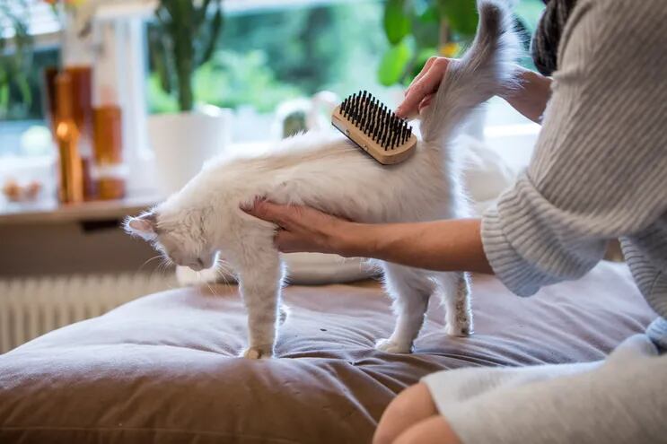 La muda de pelo de perros y gatos suele durar entre seis y siete semanas. Es recomendable cepillar a diario a la mascota durante ese periodo.