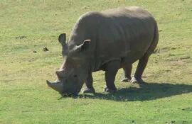 rinoceronte-63256000000-1271302.jpg