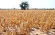 Plantación de maíz  totalmente seca por efecto de la falta de lluvias en el Chaco.