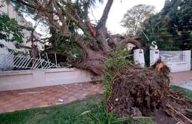 El árbol destrozó parte de la muralla de la vivienda de la familia González.
