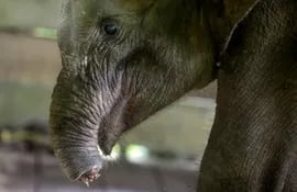 Vista de un elefante al que los cazadores furtivos han cortado la trompa y que se recupera en el Centro de rehabilitación de elefantes de Saree, Indonesia. (Imagen de referencia)