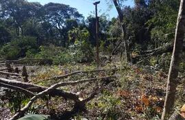 Los intervinientes detectaron que los supuestos invasores talaron 25 árboles de especies nativas.