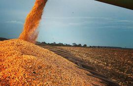 Imagen de cosecha del maíz zafriña 2022, en la zona de Caaguazú, que comenzó durante la primera parte junio pasado.