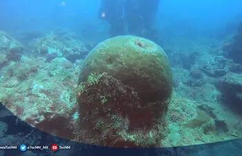 Investigadores del TecNM campus Boca del Río en colaboración con el Instituto de Ciencias Marinas y Pesquerías de la Universidad Veracruzana, dieron a conocer el hallazgo de cinco arrecifes sumergidos en el suroeste del Golfo de México.