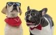 El labrador y el bulldog francés son los perros de la lista de seis ideales para mascotas de niños.