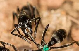 hormigas-africanas-matabele-socorren-a-las-heridas-84841000000-1679348.JPG