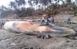 aparece-una-ballena-muerta-de-14-metros-de-largo-en-una-playa-de-panama-191155000000-1432990.jpg