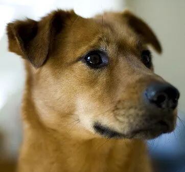 son perros mestizos considerados agresivos para apartamentos