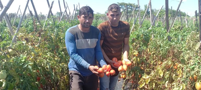 Los productores hermanos Abel y Adilio Brítez, mostrando los tomates de primera calidad a punto de perderse