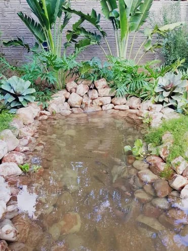 Un estanque en el jardín - Jardines y plantas 