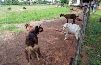 estas-son-algunas-de-las-cabras-con-brucelosis-detectadas-de-la-facultad-de-veterinaria-una-que-ya-fueron-sacrificadas-hay-otro-caso-anterior-de-201-204823000000-1641980.jpg