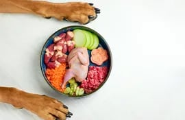 Carne y verduras frescas para el perro.