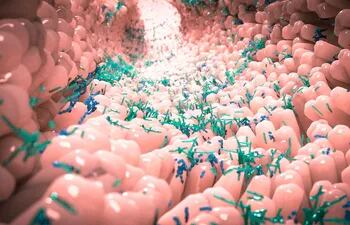 Microbioma en el intestino humano.