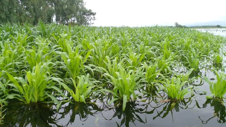 Los cultivos agrícolas se encuentran bajo agua. Una parcela de maíz del asentamiento Belén distrito de Tacuaras permanece inundado luego de la intensa lluvia.