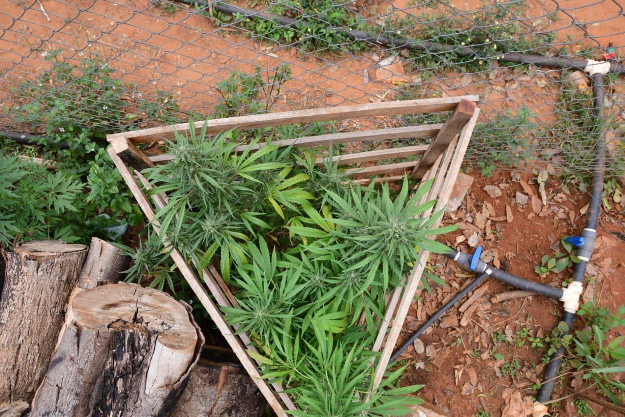 El cultivo experimental de cannabis en Agüerito avanza con pasos firmes. Los campesinos esperan llegan a comercializar.