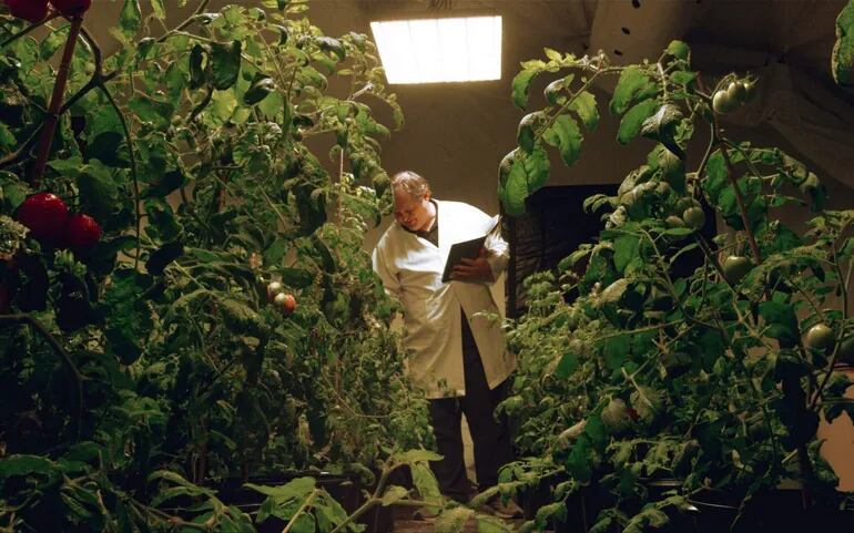 El doctor Andrew Palmer, profesor asociado de ciencias biológicas del Instituto Espacial Aldrin, trabaja con sus tomates "marcianos" en el "Marz Lab" en Melbourne, en la costa este de Florida.