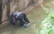 gorila-alcanza-a-un-nino-en-zoo-de-ee-uu--194812000000-1463452.jpg