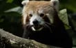Uno de los pandas rojos nacidos en Lille, Francia. El zoo lanza una campaña para elegir nombres.  AFP)