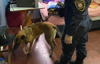 Una agente de la Policía Nacional con un perro antidrogas durante una requisa en la Agrupación Especializada, el jueves.