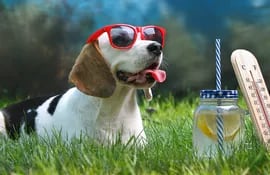 Un perro con anteojos de sol sobre el pasto, un vaso de limonada y un termómetro.