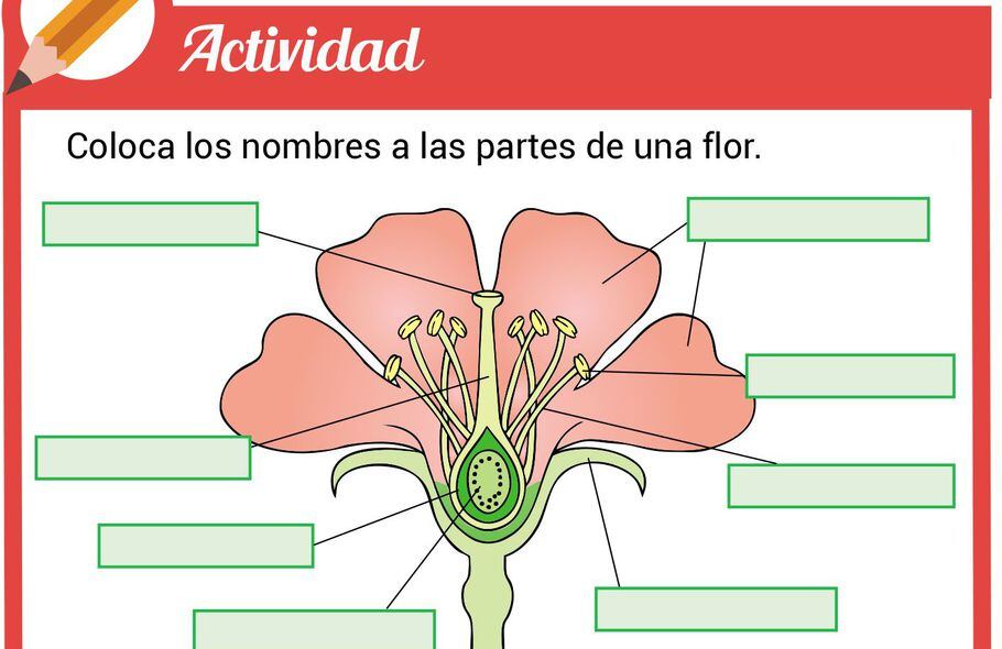 Reproduccion Sexual De Las Plantas 1 Escolar Abc Color