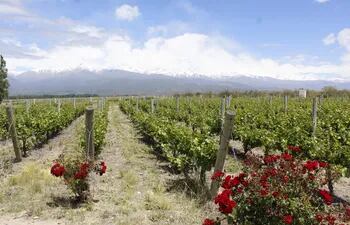Una combinación ideal para el romance entre los rosales, el viñedo y el paisaje de los Andes en la bodega Salentein, Valle de Uco, Mendoza.