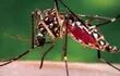 el-virus-chikunguna-es-transmitido-por-el-aedes-aegypti-mosquito-que-tambien-ocasiona-el-dengue--200958000000-1103451.jpg